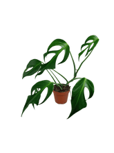 Monstera Burle Marx Flame Adult